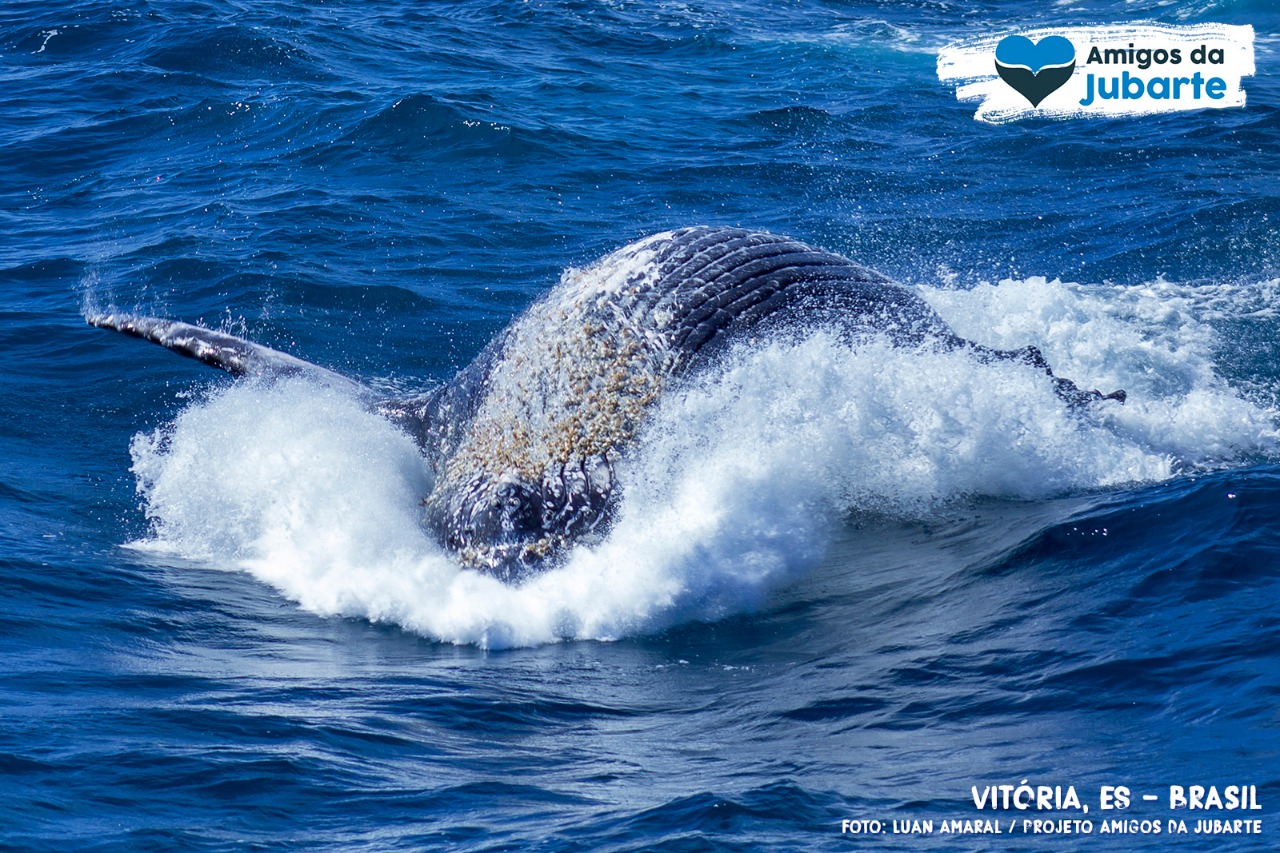 Observação de Baleias em Vitória - ES - Temporada 2024