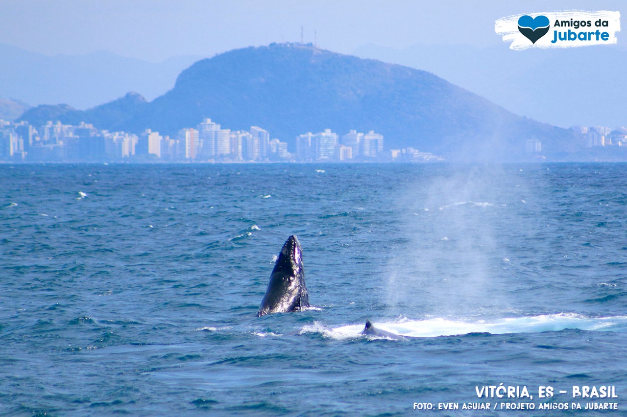 Observação de Baleias em Vitória - ES - Temporada 2024